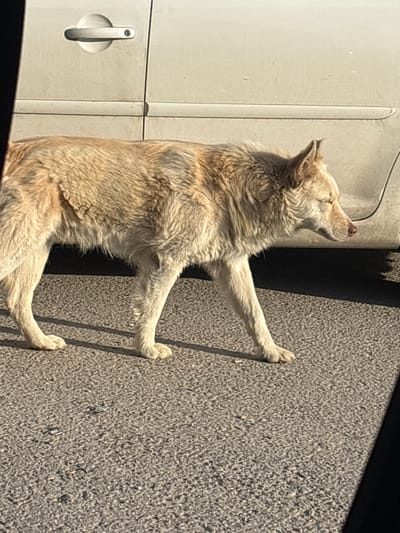 A light-colored dog, with a somewhat shaggy coat, is resting on a paved surface, likely a sidewalk or similar pedestrian area, next to a vehicle, in Obrenovac Urban Municipality, Serbia. The dog is lying on its side, with its front and back legs extended forward. The sun is shining, casting shadows. The vehicle is light-colored and appears to be a van or truck. A door handle is visible. The overall scene suggests a relaxed, daytime environment.