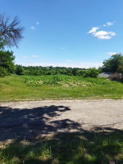 The image depicts a rural landscape under a clear blue sky with scattered white clouds. In the foreground, a dirt road with dappled shadows cast by unseen trees stretches across the bottom of the frame. To the right of the road, a grassy area transitions into a cultivated field. The field contains rows of green crops, possibly corn, interspersed with smaller plants. Beyond the field, a dense line of trees forms a natural horizon, with glimpses of buildings suggesting a small settlement in the distance. To the far right, a pile of grey gravel and some branches are visible. The overall scene is one of a peaceful, sunny day in a rural setting, likely in or around the city of Sosnivka, Ukraine.