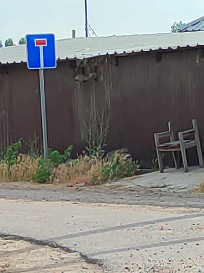 A blue and white dead-end sign is posted on a metal pole in front of a weathered wooden fence. Two grey chairs with worn seats are placed next to the fence, on a patch of concrete. The ground in front of the fence is covered with dry grass and weeds. A dirt road is visible in the foreground. The sky is overcast. The scene appears to be located in Boraldai, Kazakhstan.