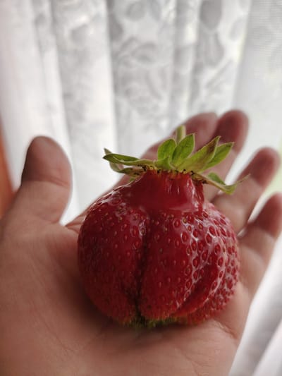 The image shows a person's hand holding a large, unusually shaped strawberry. The strawberry is bright red and covered in seeds. It has a unique, bulbous shape with a distinct indentation near the top, where the green leafy calyx is attached. The hand is open, with fingers splayed, cradling the fruit. The background is softly blurred, showing white curtains or drapes with a patterned texture, suggesting an indoor setting near a window. The lighting appears to be natural, indicating daytime. The overall scene is simple and focused on the strawberry and the hand. There is no visible text in the image. The location context provided is Soivolovskaya, Russia, but this cannot be determined from the visual elements of the photograph alone.