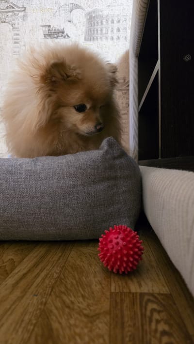 A Pomeranian dog with light brown fur is sitting behind a grey cushion on a wooden floor. To the right of the cushion, there is a red spiky ball. The background appears to be wallpaper with a print of European landmarks. The scene is indoors, possibly in a home environment in the city of Verkhnekazymsky, Russia.