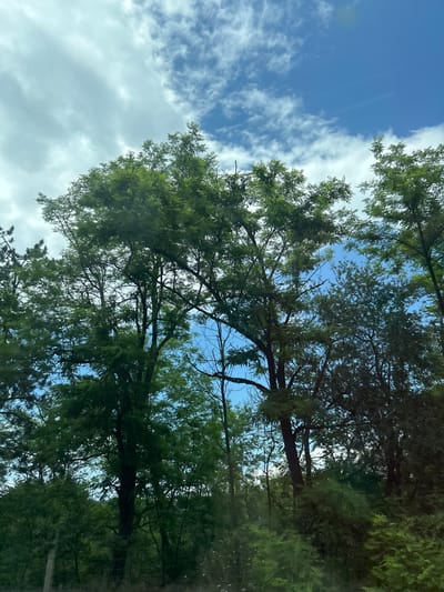 The image displays a natural outdoor scene in Gorno Varshilo, Bulgaria, captured from a low angle looking upwards through a dense canopy of trees towards a partly cloudy sky. The upper right portion of the sky is a clear, vibrant blue, transitioning to scattered white cumulus clouds across the center, and a larger expanse of diffuse, light greyish-white clouds dominating the upper left quadrant. The majority of the frame is filled with numerous tall broadleaf deciduous trees, characterized by rich green foliage that varies in hue from lighter greens where light penetrates to darker, shadowed tones. Visible branches and tree trunks are dark. The density of the vegetation, including undergrowth, indicates a wooded or forested environment. No individuals, animals, or artificial structures are present within the captured scene.