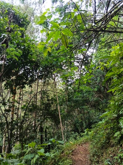 The image presents a dense, verdant forest landscape located in Desa Mburukulu, Indonesia. A narrow, unpaved dirt path, composed of brown soil and scattered organic debris, originates in the lower right foreground and curves gently towards the center-left midground. The scene is dominated by a thick, multi-layered canopy of vibrant green leaves, branches, and intertwining vines, with patches of bright, overcast sky visible through gaps in the foliage overhead. The immediate foreground features various broad-leafed plants and ferns. The midground and background are densely populated with numerous tree trunks of varying diameters and heights, some appearing thin and tall, supporting the extensive canopy. No individuals, animals, or artificial objects are present. The environment is characterized by lush natural growth under diffused daylight conditions.