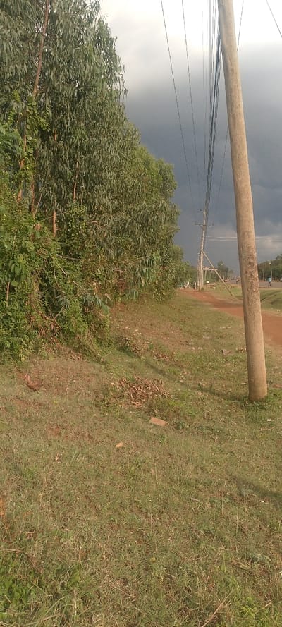 A grassy landscape beneath a stormy sky features a line of tall trees and a wooden utility pole with wires. Patches of dry leaves and dirt are scattered across the ground. A road runs in the distance where several people are visible. Another utility pole is noticeable further down the road. The scene evokes a rural atmosphere, with the dark clouds suggesting an impending downpour.
