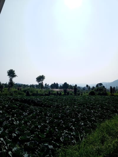 The image depicts a landscape near Ban Katan, Laos. A field of dark green crops, possibly cabbages or a similar leafy vegetable, dominates the foreground. In the midground, scattered trees and vegetation are visible, with distant hills fading into the horizon. The sky is bright and hazy, suggesting a sunny day. The vegetation near the right edge of the frame appears to be tall grass. No people are visible in the scene.