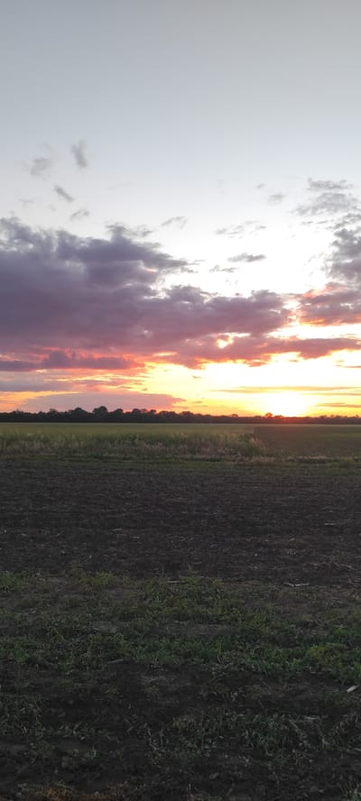 A wide-angle, vertical, medium shot captures a rural landscape at sunset. The sky is dominated by dramatic clouds, tinged with pink, orange, and purple hues, illuminated by the setting sun peeking through on the right horizon. Below the sky, a dark line of trees stretches across the middle ground, separating it from the fields in the foreground. The foreground consists of dark, tilled earth with patches of green grass and some vegetation. The scene is devoid of any people or animals, presenting a serene, natural environment. The location is identified as Kobeliachok, Ukraine, suggesting an agricultural or rural setting.