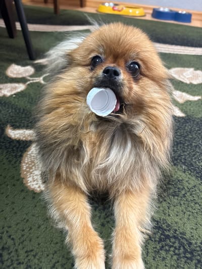 A Pomeranian dog with tan fur is lying on a green carpet with a tan floral pattern. The dog is holding a white plastic bottle cap in its mouth. Its eyes are open and it is looking at the camera. The background is blurred and shows wooden furniture legs and a yellow and blue pet bowl. The image was taken indoors.
