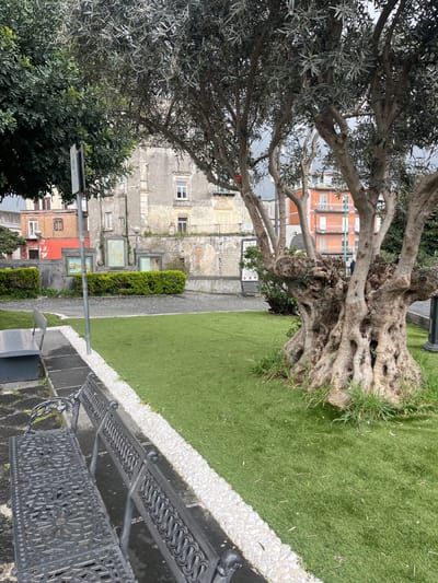 This image depicts a public outdoor space in Scafati, Italy. In the foreground, two dark-colored cast iron benches, featuring ornate, openwork designs on their seats and backs, are positioned on a dark, wet paved surface. A narrow strip of white, smooth pebbles separates this paving from a section of artificial green turf.

The mid-ground is dominated by a large, old olive tree with a thick, gnarled, multi-trunk base and numerous upward-extending branches bearing grayish-green leaves. A small, spherical red object is lodged in the upper branches of this tree. The tree is situated on artificial green turf, with some natural green grass visible at its base. To the left of the turf area, a light grey utility pole stands upright.

In the background, a large, multi-story building with a dilapidated, light-colored facade (pale yellow or grey) shows extensive signs of decay, including exposed brickwork and crumbling plaster. It features multiple windows, some with white frames, and a visible balcony with a deteriorated railing on a lower floor. Along its ground level, behind a low green hedge, several framed pictures or displays are mounted on a wall. To the far left, partially obscured by a dense green tree canopy, is a red-orange building with white window frames. Another red-orange multi-story building, in better condition, is visible to the right of the dilapidated building, behind the olive tree. A single, indistinct individual is visible near the base of this rightmost red-orange building. The sky is overcast, and distant mountains are faintly visible on the horizon.