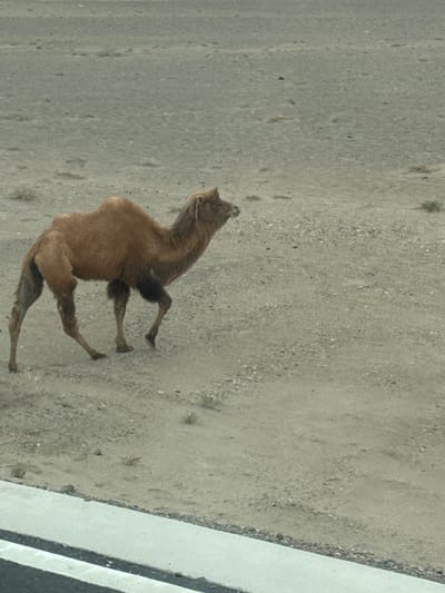 A photograph taken in Guazhou County, China shows a four-legged animal lying dead on a paved surface. The animal is a light brown color and appears to be emaciated. The paving is a light grey-brown and extends behind the animal. To the animal's right is a white painted line.