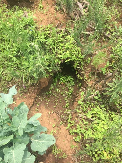 The scene depicts an overhead view of an outdoor plot of reddish-brown tilled soil located in Limuru, Kenya. A dark, circular subterranean opening, approximately 20-25 cm in diameter, is visible in the upper-center of the frame, consistent with an animal burrow. This opening is surrounded by various green plants of differing sizes. In the bottom-left quadrant, several large, broad, dark green leaves of a cultivated brassica plant are prominent. The ground surface features a mixture of exposed reddish-brown soil and diverse green vegetation, including small sprouts, leafy groundcover, and taller, slender plants. Some of these taller plants bear small white or blue flowers. Scattered dry plant debris and broken stalks are present on the soil surface. No human individuals or specific animal interactions are depicted.