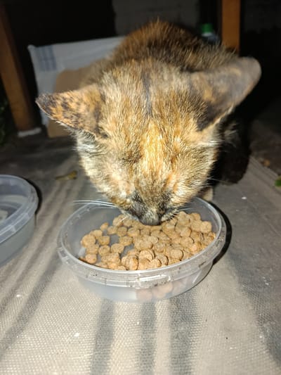 A tortoiseshell cat is eating from a clear plastic bowl filled with kibble, placed on a textured, gray surface. The cat's head is lowered into the bowl, with its face obscured by the food. In the background, there are blurred objects, including what appears to be a white box and some greenery. The scene suggests an outdoor setting, possibly in a yard or alleyway, in the village of Pishchane, Ukraine. The lighting is dim, indicating it may be nighttime or a poorly lit area.