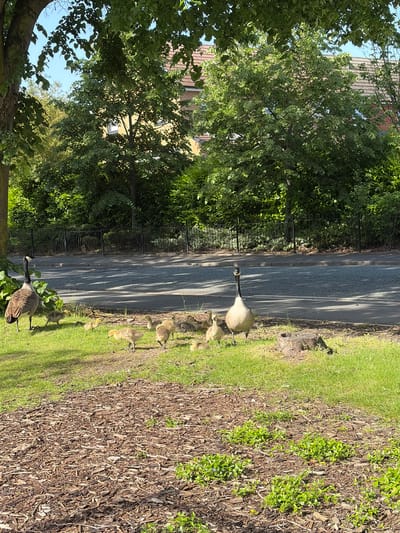 A ground-level, daytime shot shows a Canada goose with several goslings crossing a paved path in a park. The path is bordered on one side by a metal fence and trees, and on the other side by grass, mulch, and ground cover. The background shows buildings obscured by trees. The location is Salford, United Kingdom.