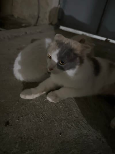 A calico cat with white, gray, and dark brown patches is lying on a rough, concrete surface. Its eyes are open and yellow. The cat is positioned in the foreground, with its body partially obscured by shadow. In the background, there is a dark, out-of-focus area that appears to be an alleyway or an outdoor space. The lighting is dim, suggesting it is nighttime or a poorly lit area. The location is specified as Subutli-Miatli, Russia.