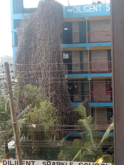 A building with blue and yellow accents and the words "DILIGENT SPARKLE SCHOOL" is visible. A large, dense mass of brown vegetation covers a portion of the building's facade. Power lines run in front of the building. Palm trees and other green foliage are scattered around the right side of the frame. Overall, the scene presents a somewhat cluttered and overgrown appearance.