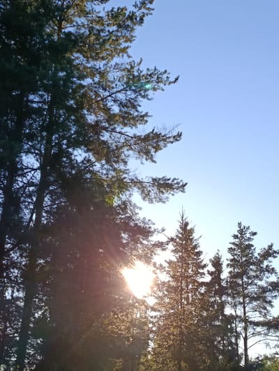The image depicts a serene outdoor scene in Apraksin, Russia, characterized by tall evergreen trees silhouetted against a clear, pale blue sky. The sun's rays pierce through the dense foliage of the trees, creating a lens flare effect and casting a warm glow on the scene. The trees, primarily pine, are tall and slender with dark green needles and rough bark. The ground is not visible in the frame, suggesting the photo was taken from a low angle looking upwards into the tree canopy. There are no people or animals visible in the image. The overall impression is one of natural beauty and tranquility, with the sun's light adding a dramatic and ethereal quality to the landscape.