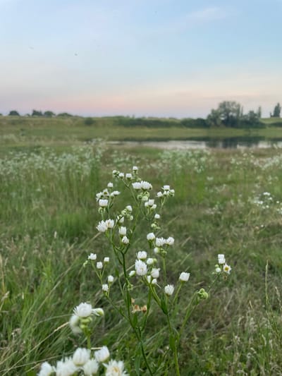 The image depicts a natural scene at dusk in Coșnița, Moldova. In the foreground, a cluster of small white wildflowers with yellow centers stands tall against a backdrop of tall green grass and distant foliage. The sky above is a gradient of pale blue and soft pink, suggesting the transition from day to night. A body of water, likely a pond or slow-moving river, is visible in the mid-ground, reflecting the subdued light. The overall impression is one of tranquility and the natural beauty of a rural landscape. There are no people or man-made structures prominently featured in the image.
