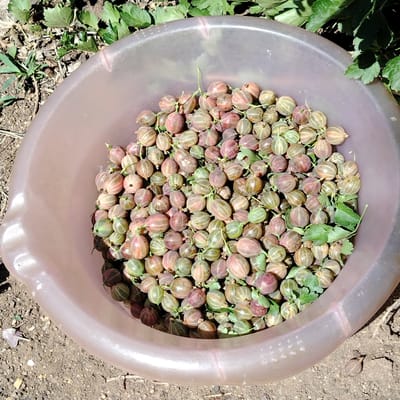 A close-up, overhead shot shows a light pink, plastic basin filled with ripe gooseberries. The berries are a mix of green, reddish-purple, and striped colors, with some still attached to small stems and leaves. The basin rests on dry, cracked earth, with scattered dry leaves and green foliage visible in the background. The lighting suggests it is a sunny day. The image does not provide any specific information about the location in Ekibastuz, Kazakhstan, or the presence of any people.