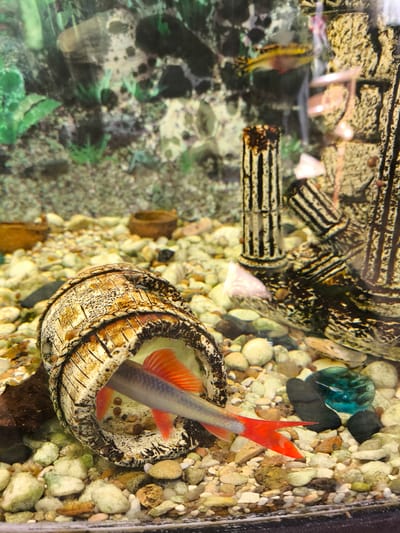 A fish with a silver body and bright red fins swims through a decorative barrel in a freshwater aquarium. The barrel is tilted on its side, and the fish is partially inside it. The aquarium floor is covered with small, light-colored pebbles. In the background, there are decorative elements that resemble ancient ruins, including columns with black and white stripes. Other fish are visible in the distance, swimming among the decorations. The lighting is bright, illuminating the underwater scene. The location is not specified in the image.