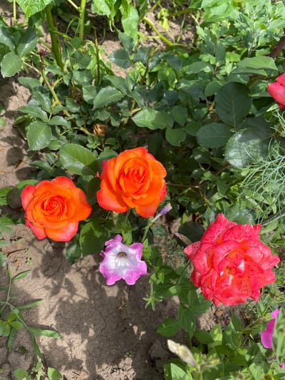 This is a close-up, high-angle, outdoor photograph taken on a sunny day in the city of Vysokyi, Ukraine. The image features a garden bed with various flowers and foliage. In the foreground, there are three prominent rose blossoms. Two roses on the left are a vibrant orange hue, their petals tightly furled in the center and opening outwards. To the right, a large rose is a striking salmon-pink color, heavily speckled with darker pink spots, and its petals are more fully open. Between the roses, a single petunia bloom displays a gradient of pink to white. The background consists of lush green leaves from rose bushes and other plants, interspersed with dry, cracked soil. Shadows from the foliage are cast across the ground. No people or animals are visible in the frame.