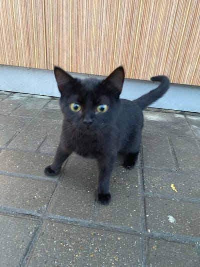 A black cat stares directly at the camera with wide, yellow-green eyes. The kitten stands on a paved surface, its posture suggesting alertness and curiosity. Its tail is curved upward. The background includes a textured, striped wall, a grey gutter, and patterned pavement. Lighting suggests an outdoor setting.