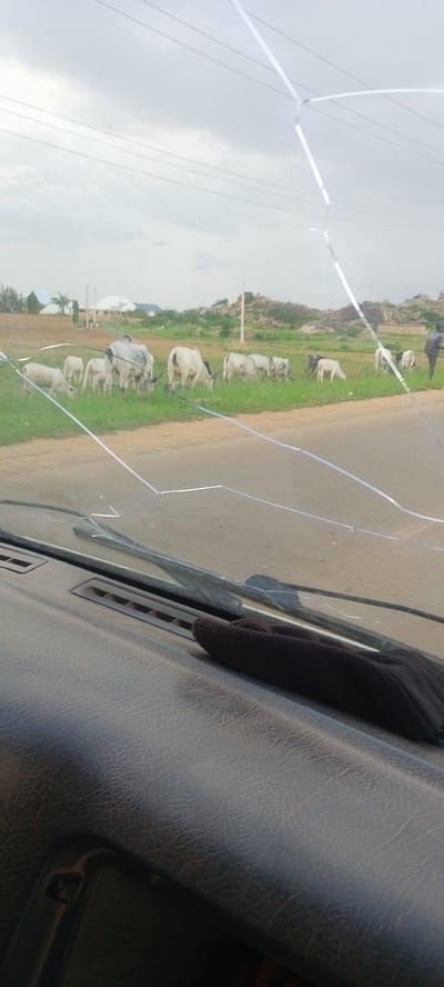The image captures a scene from inside a vehicle, looking out through a cracked windshield. In the foreground, the textured dashboard of the car is visible, with a dark-colored fabric or object resting on it. The windshield itself is significantly damaged, with multiple clear cracks obscuring the view.
Outside the vehicle, a herd of cattle is grazing in a lush green field. The cattle are predominantly white with some black markings. Some appear to be adult cows, while others are calves. Beyond the field, there are scattered trees and some buildings, possibly homes, in the background. The terrain is gently rolling, with some rocky outcrops visible in the distance. A person, appearing to be a man dressed in dark clothing, is standing in the field near the cattle. The sky is overcast, with visible power lines stretching across it.
This scene is situated in DU, Nigeria.