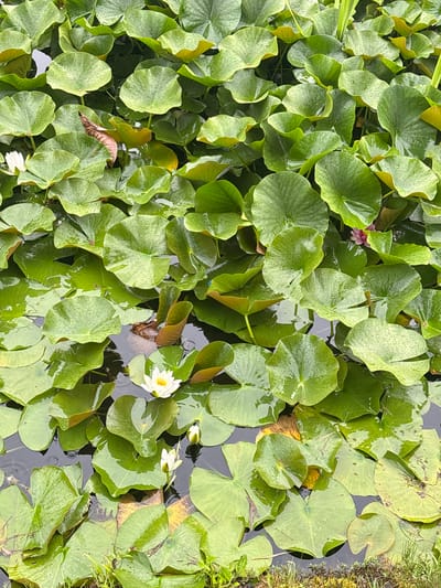 The image displays a dense cluster of green lily pads floating on dark, still water in Shirakawa, Japan. The water's surface is predominantly covered by numerous circular to ovate lily pads, ranging in color from bright to dark green, with many exhibiting visible water droplets. Several lily pads show yellowish-brown undersides or signs of senescence.

One prominent, fully open white water lily with a yellow center is located in the lower-middle section of the frame. Two additional white water lily buds are visible to its immediate left and right. A small, partially submerged pink flower is discernible among the foliage in the upper-right quadrant. Brown, dried plant material is interspersed among the green lily pads. Sparse green grass and reeds are visible along the lower and upper-right edges, indicating the perimeter of the water body. The overall scene depicts a thriving aquatic environment.