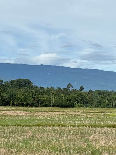 The image depicts a serene, rural landscape, likely in Cottufah, Indonesia. The scene is divided into distinct horizontal bands. The leftmost section is dominated by a vast, pale blue sky filled with soft, wispy clouds, suggesting an overcast day with diffused light.

Adjacent to the sky, a prominent dark blue mountain range stretches across the frame, its silhouette softened by atmospheric haze. The mountain's surface appears textured, with subtle variations in shade. At the base of the mountains, a dense, lush green forest thrives, characterized by a variety of trees and foliage. The forest line is irregular, suggesting natural growth.

To the right of the forest, a cultivated field is visible. This field appears to be a harvested crop, with rows of dry, straw-like material lying horizontally. Patches of green grass are interspersed among the dried stalks, indicating recent growth or perhaps an adjacent, still-growing section of the field.

The orientation of the image is vertical, with the landscape elements appearing from top to bottom rather than left to right. There is no visible text, people, or specific objects of note beyond the natural elements of the landscape. The overall mood is tranquil and natural, conveying a sense of quietude typical of a rural setting. The time of day appears to be daytime, given the presence of the sky and the visibility of the landscape, but the overcast conditions mute the intensity of the light.