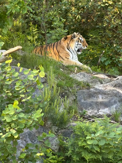 An adult tiger is observed lying on a vegetated rocky slope in an outdoor enclosure in Kristiansand, Norway. The tiger, displaying an orange coat with prominent black stripes and a white underside, is positioned on its left side, facing towards the right of the frame. Its mouth is open, exposing teeth, consistent with a yawn or pant. The animal rests on a patch of green grass situated on a grey rock formation. The background is composed of dense green deciduous foliage, including various trees and shrubs. The foreground features additional green vegetation, including ferns, broad-leafed saplings, and coniferous plants, interspersed with grey rock formations. The scene is illuminated by natural daylight, producing varied highlights and shadows across the landscape. No human subjects or other animals are visible.