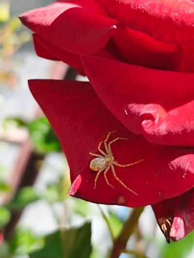 The image displays a close-up, macro-style photograph of a vibrant red rose with a small spider, taken in Терновский округ, Ukraine. The primary subject is a partially opened red rose, occupying the majority of the frame. Its petals are a deep, saturated crimson color, exhibiting visible folds and a smooth, slightly textured surface; some petals show minor imperfections or residue. Perched on a lower-left petal of the rose is a small, pale, light-tan or cream-colored spider. The spider, which appears to be a crab spider species, has all eight legs distinctly visible and extended, with its body facing towards the lower left. The background is rendered in a soft, out-of-focus blur, showing indistinct shapes of green foliage and brighter, diffused light, consistent with an outdoor garden setting. The scene is illuminated by strong natural light, casting highlights on the upper petals of the rose and creating subtle shadows within its folds.