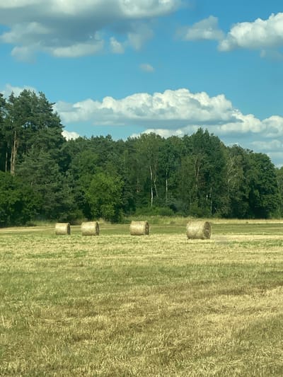 This is a vertical, eye-level, medium shot of a harvested field with hay bales. The scene is set in a rural area, likely in Barycz, Poland, given the context. The sky is a vibrant blue with fluffy white clouds. To the left, a dense forest of green trees borders the field. In the field, several round hay bales are arranged in a diagonal line, receding into the distance. The field itself appears to be a stubble field, with dry, golden straw. The lighting suggests it's daytime, likely late morning or afternoon, with bright sunlight illuminating the scene. There are no people visible, nor is there any text in the image. The overall mood is peaceful and serene, capturing a typical rural summer landscape. The rotation of the image is such that the top of the frame is on the left, showing the sky, and the bottom of the frame is on the right, showing the field.