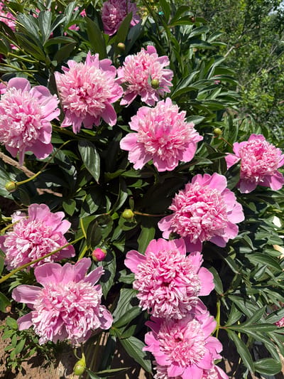 A high-angle, medium shot captures a cluster of vibrant pink peonies in full bloom. The flowers are densely packed, with many layers of ruffled petals creating a full, textured appearance. Their color ranges from a soft pastel pink to a brighter fuchsia. Lush, dark green leaves surround the blossoms, providing a strong contrast. Several green peony buds, some tightly closed and others partially open, are also visible among the flowers, hinting at future blooms. The scene appears to be outdoors, with dappled sunlight illuminating the petals and casting shadows on the foliage. In the upper right background, out-of-focus green foliage suggests a natural, possibly garden, setting. The soil and some small green shoots are visible at the bottom left, indicating the plants are growing in the ground. The image does not contain any people or man-made structures, and no information is available to indicate its location within the city of Aryshkhazda, Russia.