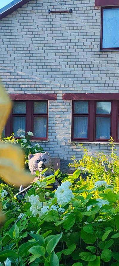 A garden gnome shaped like a bear stands in front of a brick building. The bear gnome has blue eyes, a black mouth, and appears to be wearing a yellow and black apron. It is surrounded by green bushes and white flowers. The building is made of light-colored bricks and has two windows with red frames. A wire is attached to the wall above the windows.