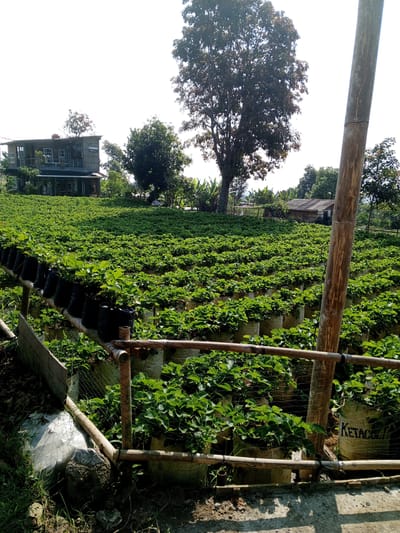 The image depicts a strawberry farm in Ban Katan, Laos. Rows of strawberry plants are cultivated in both raised beds and individual containers. A two-story house is visible in the background on the left, and a smaller structure is on the right. A wooden fence runs along the foreground, constructed from bamboo-like poles. A tall, thick wooden post stands to the right. The lighting suggests a sunny day. The landscape is lush with greenery, indicating a healthy growing environment for the strawberries. A white bag is seen on the left side.