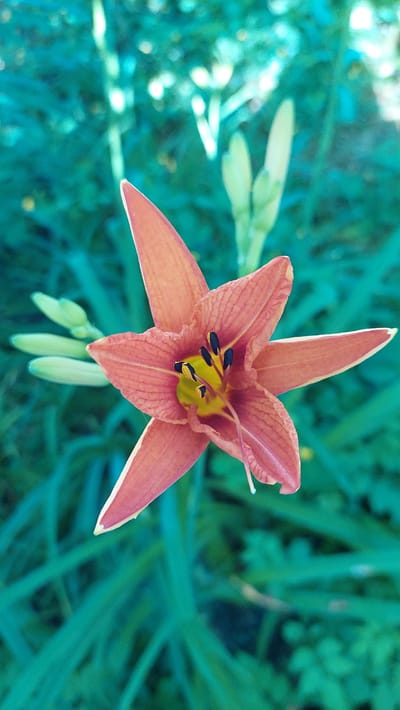 A close-up, vertical, eye-level, medium shot captures a single, open, coral-colored lily with six pointed petals. The lily's center features a bright yellow pistil surrounded by black stamens. Several unopened green buds are visible to the left of the main flower. The background consists of out-of-focus, blurred green foliage, with some white highlights suggesting sunlight filtering through. The overall impression is of a garden setting, possibly in Kamensk-Shakhtinsky, Russia, during daylight hours. There are no people or animals present.