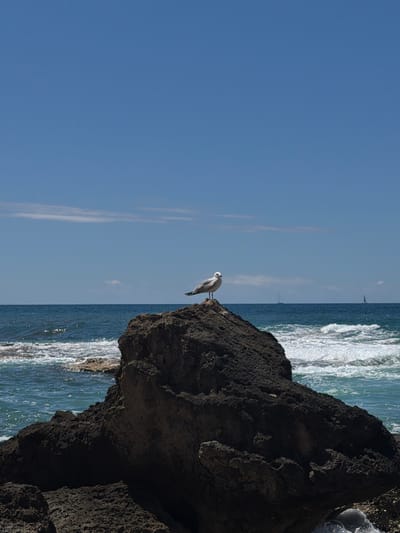 A seagull stands on a dark, rocky outcropping jutting into the sea under a clear, blue sky. The sea is visibly active with small waves breaking near the rocks. In the distance, faint shapes of sailboats are visible. The location is near the coast of Llucmajor, Spain.