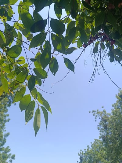 The image is a low-angle shot looking up at a clear blue sky, framed by the branches and green leaves of a tree. The leaves are a vibrant green, with some translucent sections where the sunlight shines through. A few dry, brown leaves and thin, bare branches are also visible amongst the foliage. In the lower left and lower right corners of the image, out-of-focus green trees can be seen, suggesting the presence of a forested or heavily treed area. The overall impression is one of a sunny day, with the sky being the dominant element. The location is identified as Mashamari, Nigeria. There are no people or animals visible in the image.