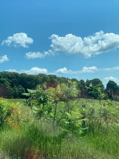 This is a photograph of a rural landscape under a bright blue sky dotted with white, fluffy clouds. In the foreground, tall, lush green grass and some leafy green plants with reddish-brown seed heads are visible. Behind the vegetation, a gently rolling green field stretches towards a dense line of various green trees that forms the horizon. The overall impression is one of a sunny day in a natural, undeveloped area. The specific location in Saint-André-Avellin, Canada, cannot be determined from the visual information alone.