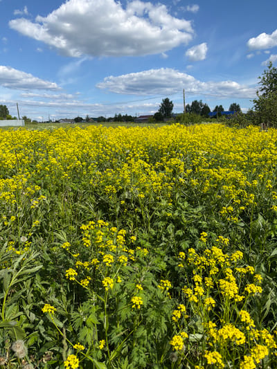 The image depicts an expansive outdoor scene, presumably in Ol'khovo, Russia, under a bright blue sky adorned with scattered white cumulus clouds. The foreground and midground are dominated by a dense, vibrant field of tall, flowering yellow plants, consistent with wild mustard or a similar species. These plants feature small, bright yellow blooms clustered at the tops of green stems, intermingled with various broad-leafed and feathery green foliage. Several dried dandelion seed heads are visible among the lower vegetation in the foreground.
In the background, a semi-rural or village landscape is visible. It includes scattered deciduous trees, multiple utility poles with overhead power lines traversing the scene horizontally, and several residential buildings with varied architectural styles and roof colors (brown, grey, and a prominent blue roof on one structure). A light-colored fence or wall is also present on the left side of the background. The entire scene is illuminated by strong, natural daylight, indicating fair weather. No people or animals are explicitly visible.