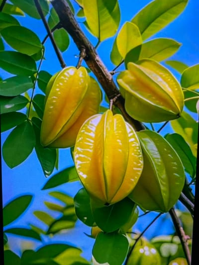 The media file displays a close-up view of star fruit (carambola) hanging from a tree branch. The star fruit are a vibrant yellow-green color, with distinct ridges that give them their star-like shape when viewed from the end. Several fruits are visible, some in sharp focus and others slightly blurred, suggesting movement or a shallow depth of field. The fruits are clustered together, surrounded by glossy, green leaves. The background is a clear, bright blue sky, indicating a sunny day. A rough, brown branch stretches across the frame, providing support for the fruit and leaves. The overall impression is one of abundance and ripeness in a natural, outdoor setting. There are no people visible in the image, and no text is present. The scene evokes a tropical atmosphere, consistent with a location like Cadek, Indonesia, where star fruit is cultivated. The lighting suggests it is daytime, likely morning or afternoon, with no indication of specific weather conditions beyond clear skies.