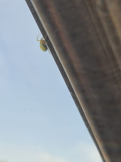 A small, yellow-green spider is clinging to the side of a dark, textured, vertical surface. The spider is oriented downwards, with its legs spread. Behind the spider and the surface, the background is a pale blue sky, suggesting an outdoor setting. The surface appears to be a part of a building or structure, possibly a window frame or a wooden beam. The image was taken in Brocēni, Latvia.