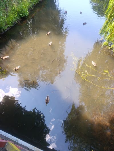 The image depicts a canal or a narrow river in Luhačovice, Czechia, with several ducks and numerous fish visible in the water. The water is a murky brown color, with reflections of the sky and trees. Lush green vegetation lines the left bank, while a weeping willow tree with long, drooping branches drapes over the right side of the waterway. A wooden structure, possibly a bridge or a walkway, is partially visible in the bottom left corner. The scene appears to be set in a park or natural area within the town.