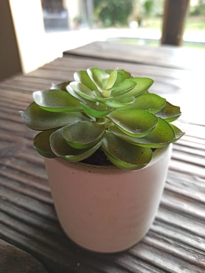 A close-up shot of a succulent plant in a white pot rests on a weathered wooden table. The succulent's thick, green leaves are arranged in a rosette pattern, with some leaves showing a slight translucence and subtle veins. The pot is a simple, cylindrical shape with a matte finish, and a small amount of dark soil is visible at the top. The wooden table has a striped texture, with planks running horizontally across the frame. The background is softly blurred, showing hints of natural light and greenery, suggesting an outdoor setting. The overall impression is one of quiet, natural beauty. The location is identified as Midrand, South Africa.