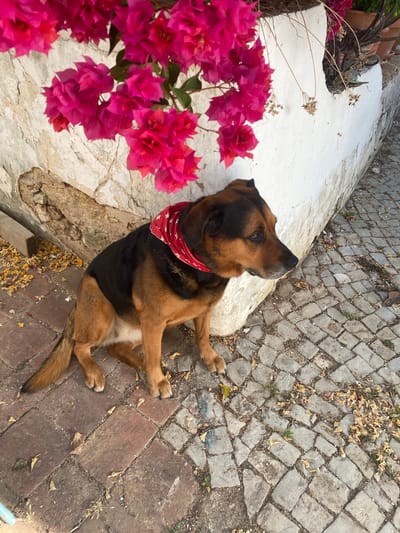 A medium-sized dog with brown and black fur, wearing a red bandana with white stars, sits on a cobblestone path next to a rough, white-washed wall. Pink bougainvillea flowers hang from above, casting shadows. The ground is a mix of brick and stone paving, with scattered fallen leaves. The scene appears to be outdoors, possibly in a courtyard or street in Olhão, Portugal, given the architectural style and flora.