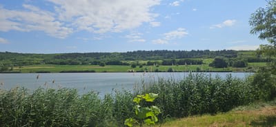 The image shows a wide, calm body of water with dense green reeds growing along the near bank. In the background, there is a lush green landscape featuring rolling hills covered in trees and fields. A small, yellow structure, possibly a boathouse or shed, is visible on the far bank of the water, nestled among the greenery. The sky is bright blue with scattered white clouds. The overall scene depicts a serene natural environment. This location is likely near Romănești, Moldova, given the agricultural and forested landscape.