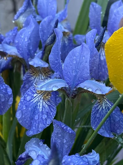 A close-up, eye-level shot shows a cluster of blue iris flowers glistening with water droplets, likely from recent rain. The petals, a vibrant shade of blue, are adorned with delicate dark veins. In the background, a bright yellow flower petal is partially visible on the right, offering a stark color contrast. The surrounding foliage is a lush green. The scene appears to be an outdoor garden or floral arrangement. There is no indication of the specific location within the city of Азинский, Russia.