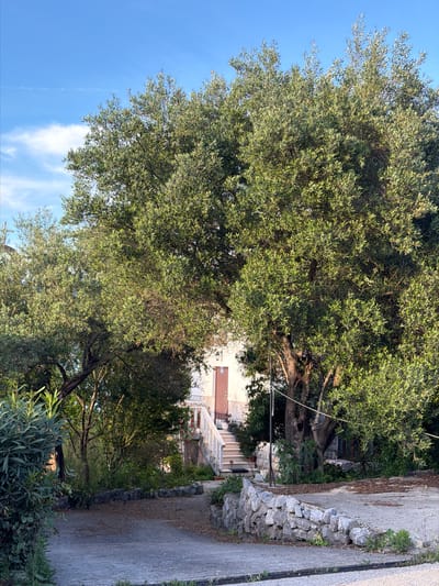 The image depicts a view in Krašići, Montenegro. A large olive tree dominates the left side of the frame, its branches extending towards a blue sky with scattered clouds. A narrow asphalt road runs along the right side of the image, bordered by a stone wall made of rough-hewn rocks. Beyond the tree canopy and at the end of the road, a building with a white balcony is visible, partly obscured by vegetation. The foreground contains additional greenery.