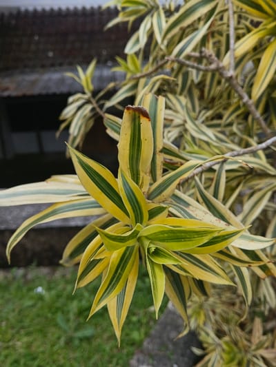 A close-up captures a variegated Dracaena plant with striking yellow and green striped leaves. Some leaf tips exhibit browning. The plant's foliage is densely packed, creating a layered effect. The background features glimpses of a building and green grass, suggesting an outdoor setting. The plant stands out with its vibrant colors.