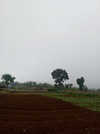 The scene depicts an agricultural landscape in Joshi Vihir, India, under an overcast sky. The upper half of the image is dominated by a uniform light grey sky, indicative of heavy cloud cover or fog. The foreground, occupying the lower third, features two distinct cultivated areas: a large section of dark reddish-brown, tilled soil on the left, possibly recently prepared for planting, and an adjacent plot on the right exhibiting rows of vibrant green, small crops. In the midground, a diverse array of vegetation is present. A prominent, large tree with a dense, dark green canopy stands centrally towards the right. To its right, another tree displays a distinctive, sculpted or naturally unusual shape at its crown, resembling a large, closed hand or fist. Further left, a smaller, leafy tree with a slender trunk is visible. Beyond these trees, indications of terraced cultivation or raised beds are discernible, interspersed with what appear to be banana plants and other greenery. Distant, indistinct structures are partially visible amidst the foliage in the background. No people or animals are present.