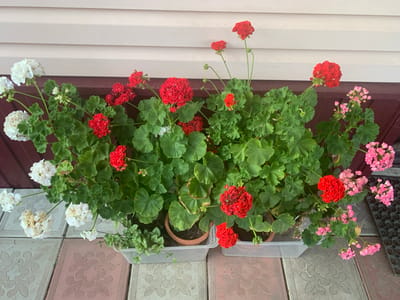 The image shows a collection of potted geraniums in various colors, including white, red, and pink, situated on a tiled patio in front of a light-colored, horizontally sided wall. The geraniums are densely planted in planters and terracotta pots. Some of the white flowers appear faded or wilted. The tiled patio has a decorative embossed pattern. The background wall is a neutral beige color. The scene is devoid of people and any discernible activity. The setting suggests an outdoor residential area, possibly a porch or walkway. The image does not contain information that allows for the specific location of Yamanovo, Russia.