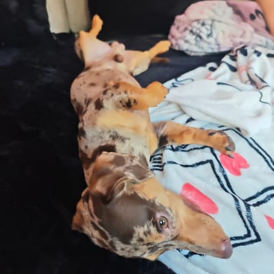 A dapple Dachshund puppy is lying on its back on a blanket with a black and white pattern. The puppy has tan and brown coloring with dark spots. Its legs are splayed out, and its head is tilted to the side, with one eye visible. The puppy appears relaxed and comfortable. The blanket has a pattern of black lines and pink shapes that resemble flowers or petals. Behind the puppy, there is a black furry surface and a blurred patterned blanket. The overall scene suggests a cozy indoor setting, possibly a home. There is no visible text. The time of day and weather are not discernible from the image.